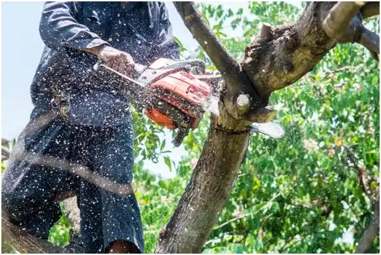 tree services Oyster Creek